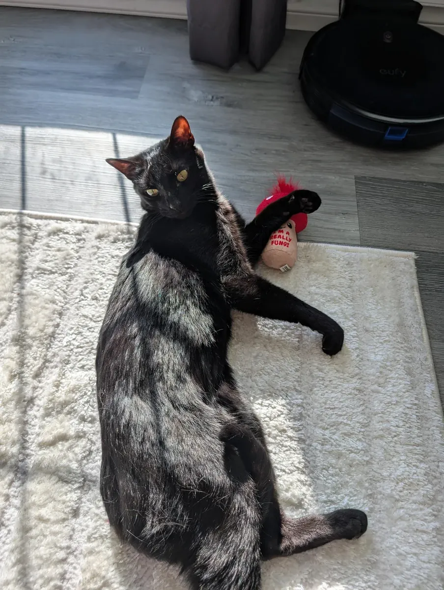 Çok meraklı bir Oriental Shorthair kedisi.