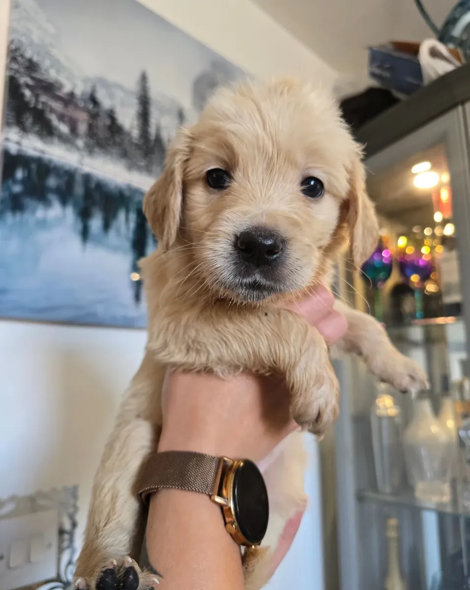 Cachorros Golden Retriever listos para un hogar amoroso hoy mismo