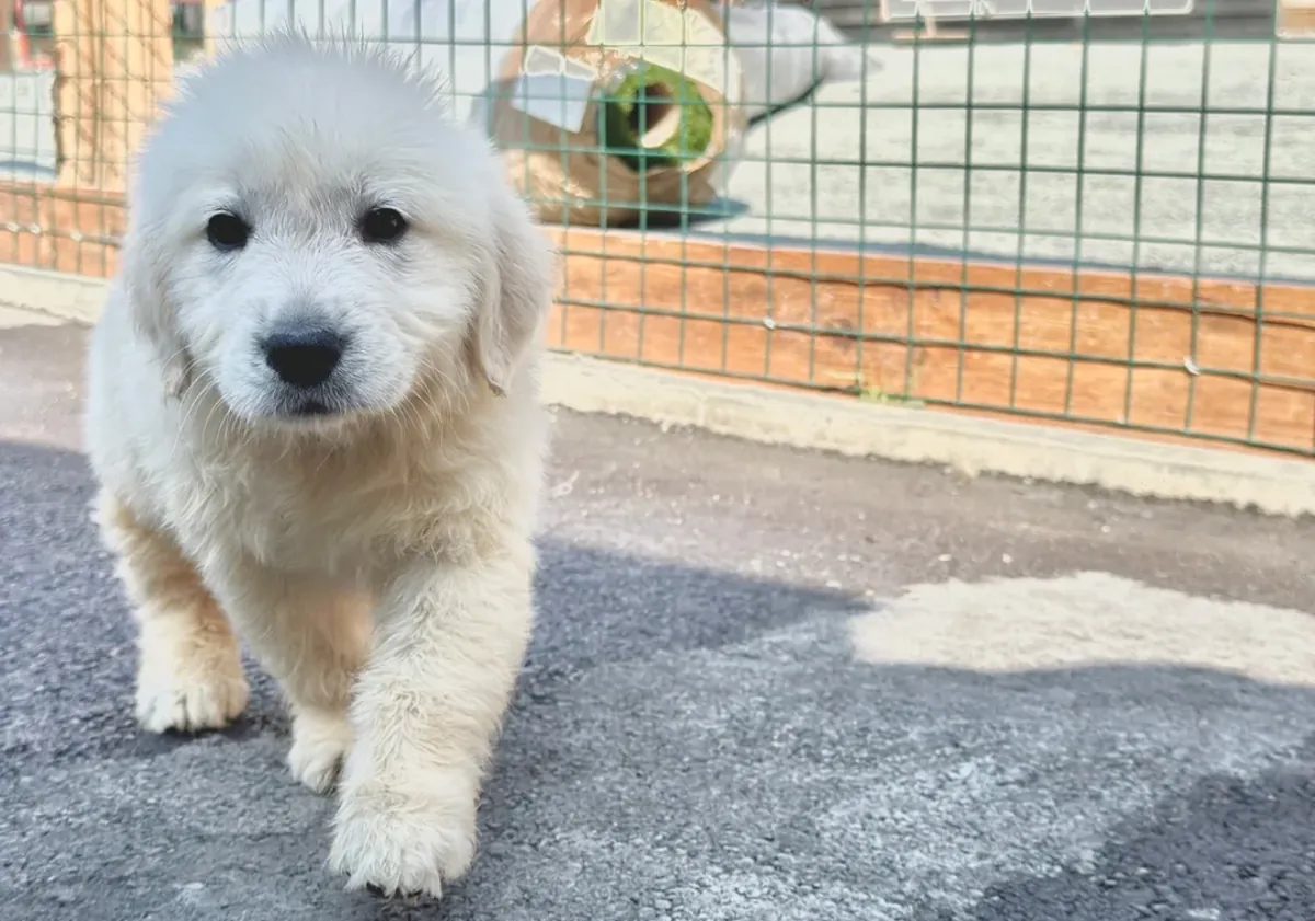 Beaux chiots Golden Retriever pour vous