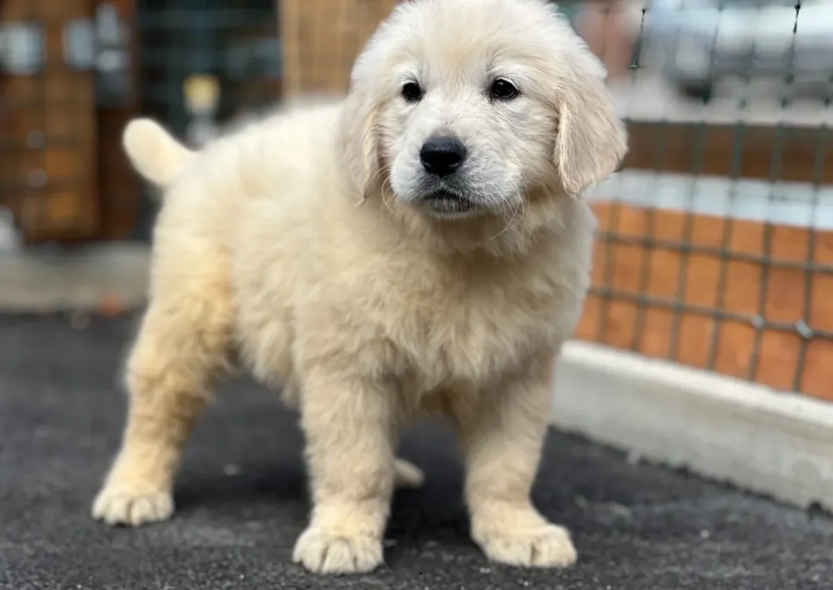 快乐、健康和亲密的金毛寻回犬幼犬待领养