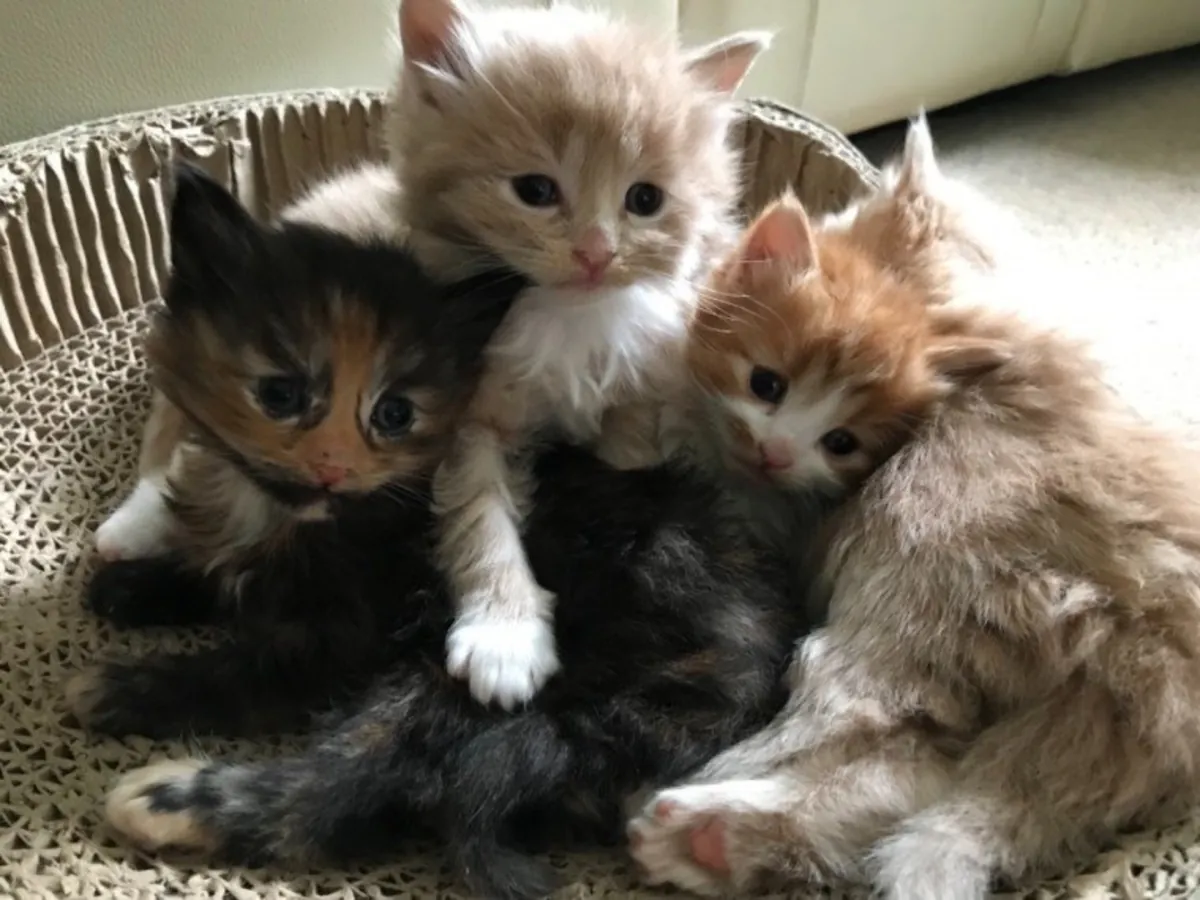 Increíbles gatitos Maine Coon machos y hembras