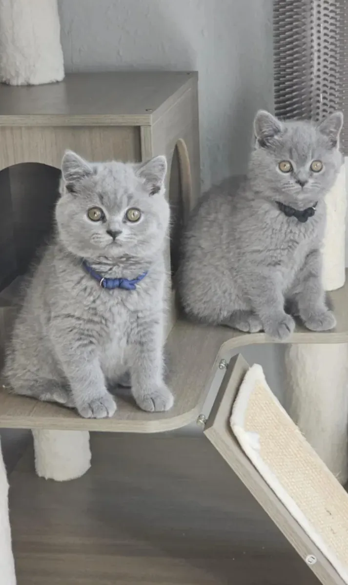 Sweet & Charming British Shorthair Kittens