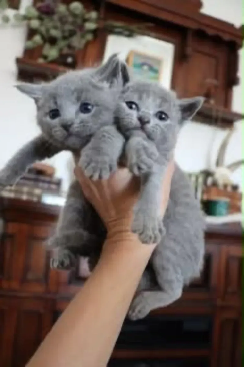 Sweet & Charming British Shorthair Kittens