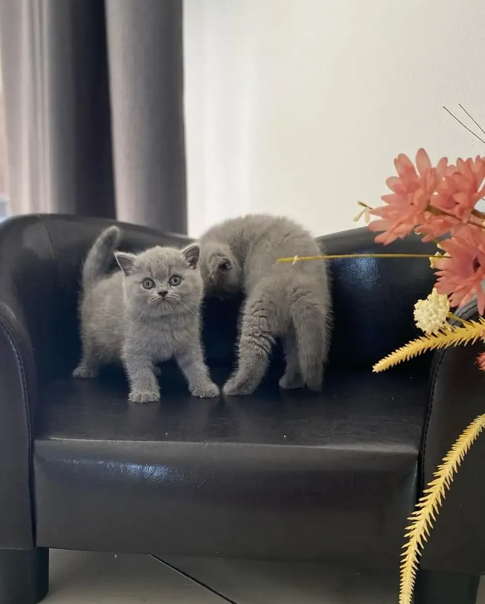 Beautiful British Shorthair Kittens – Loving Companions
