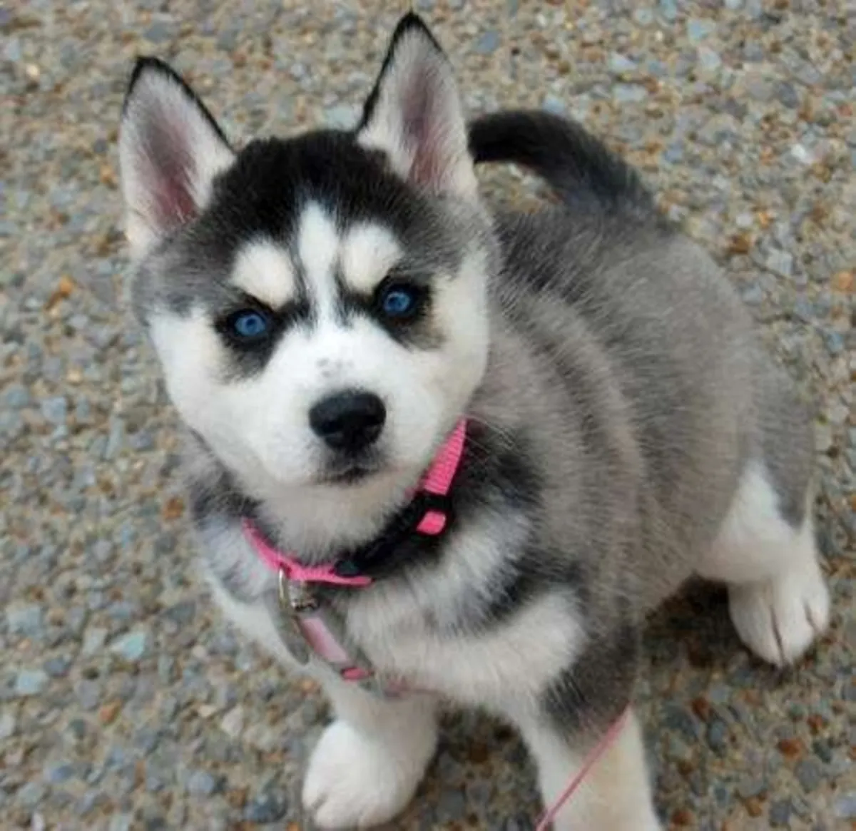Lovely Siberian Huskies for Pet Lovers  Email: vanessablandine854@gmail.com
