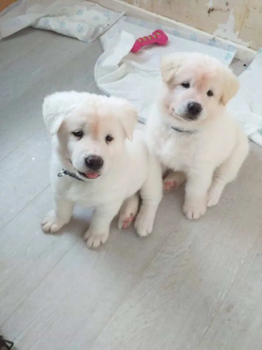 秋田犬幼犬Swagu，公犬和母犬