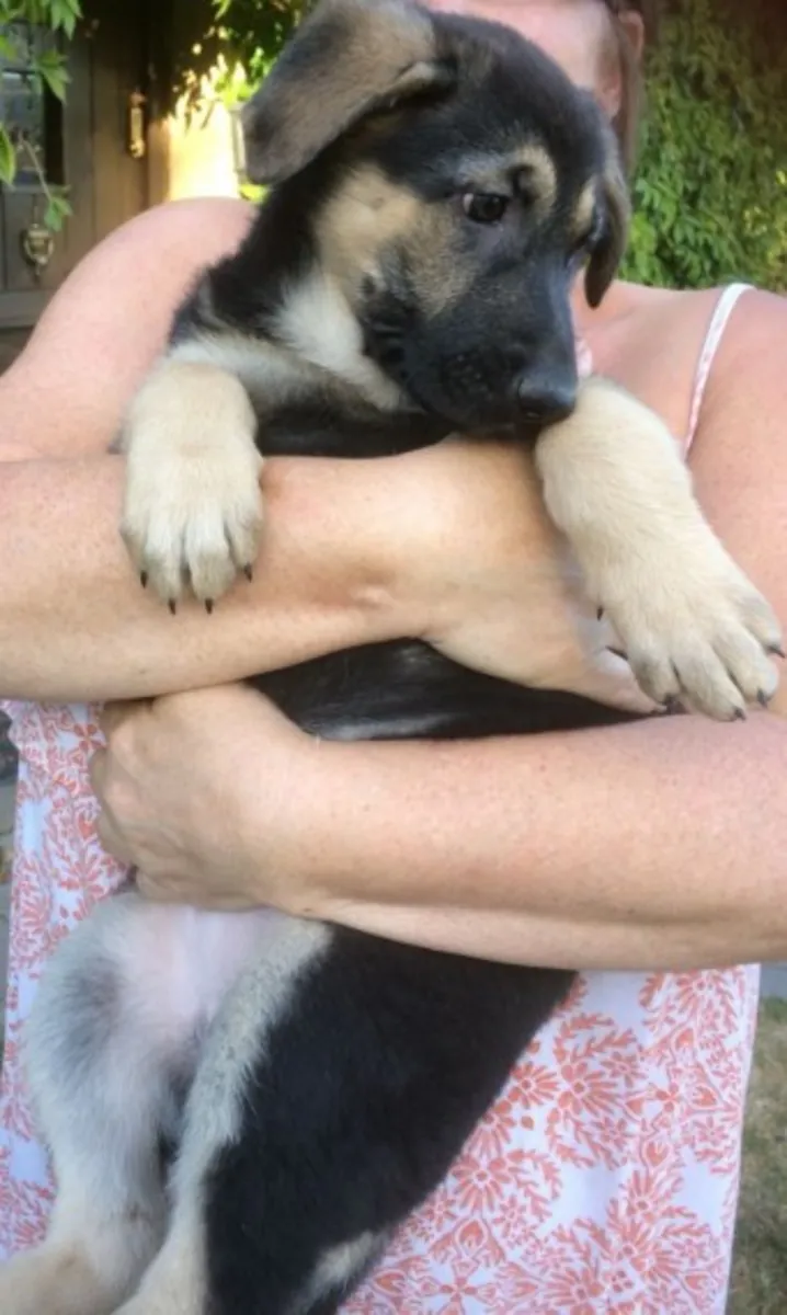 German Shepherd with excellent confirmed health