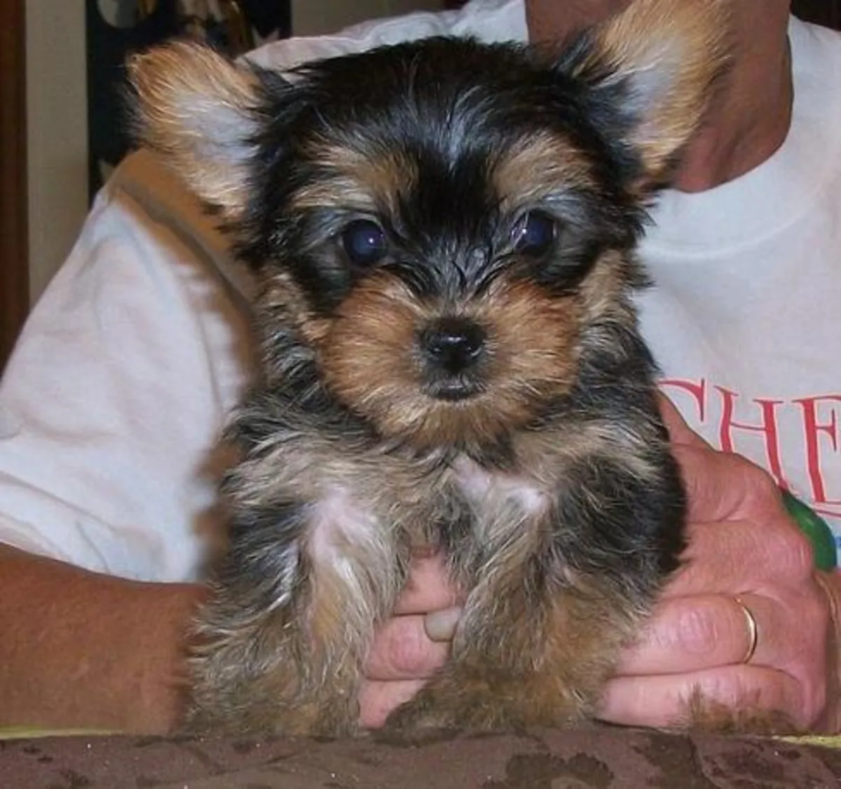 Cachorros Yorkshire Terrier, machos y hembras, listos para entregar.