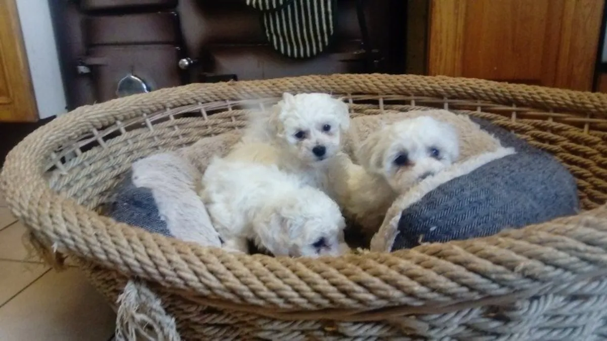 Excelentes Bichon Frise machos y hembras.
