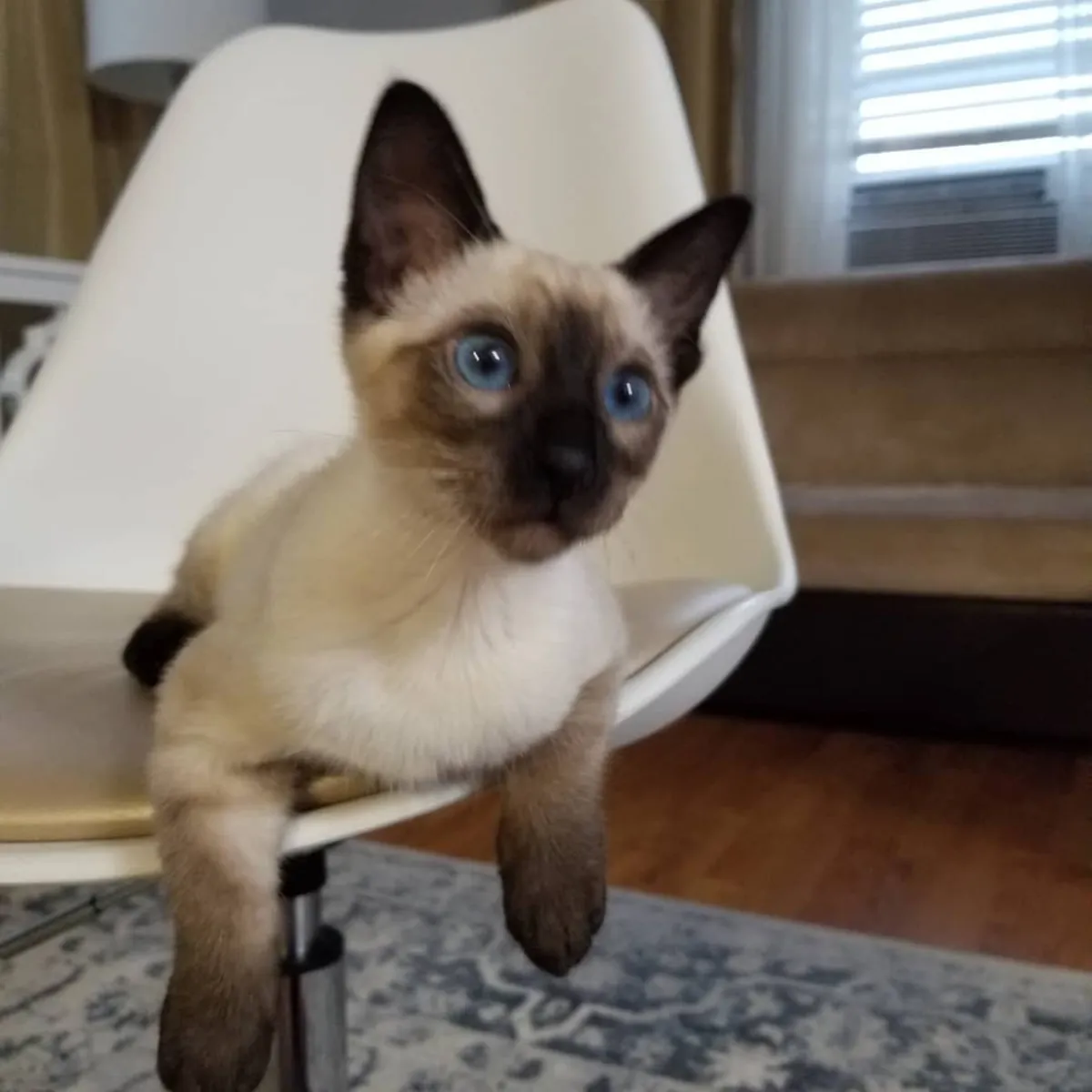 Adorable Siamese Kitten
