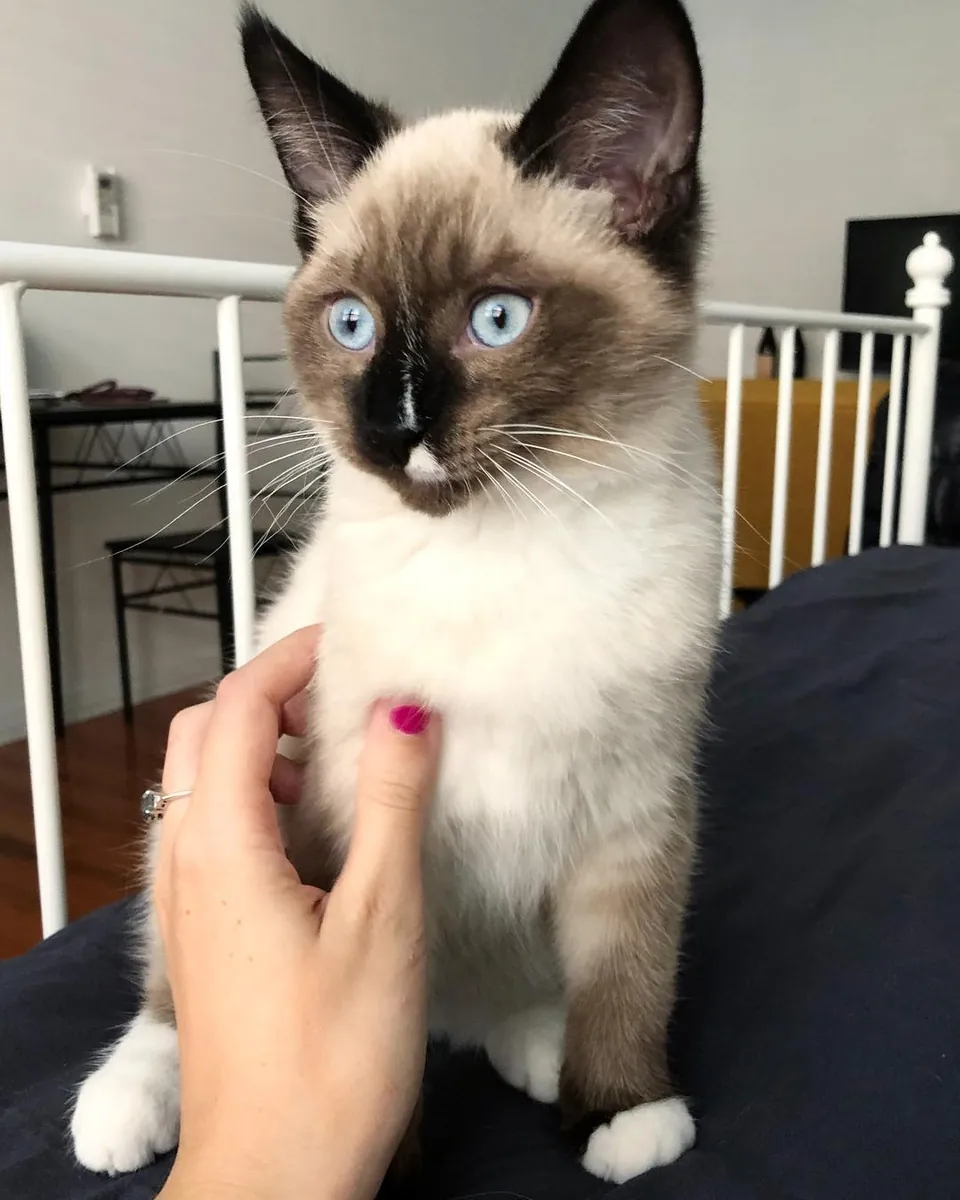 Sweet Blue-Eyed Siamese