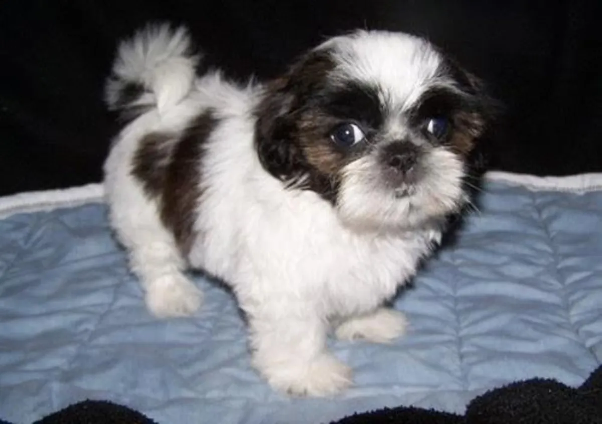 Petits chiots Shih Tzu AKC aux yeux bleus.