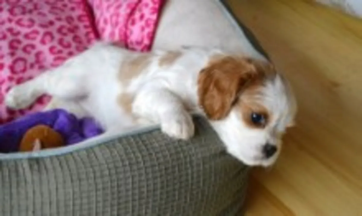 Vanessa Wami 斗牛犬查尔斯王小猎犬。