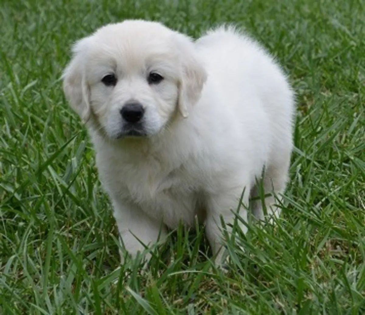 Щенки Yankee Noe Golden Retriever, самцы и самки.