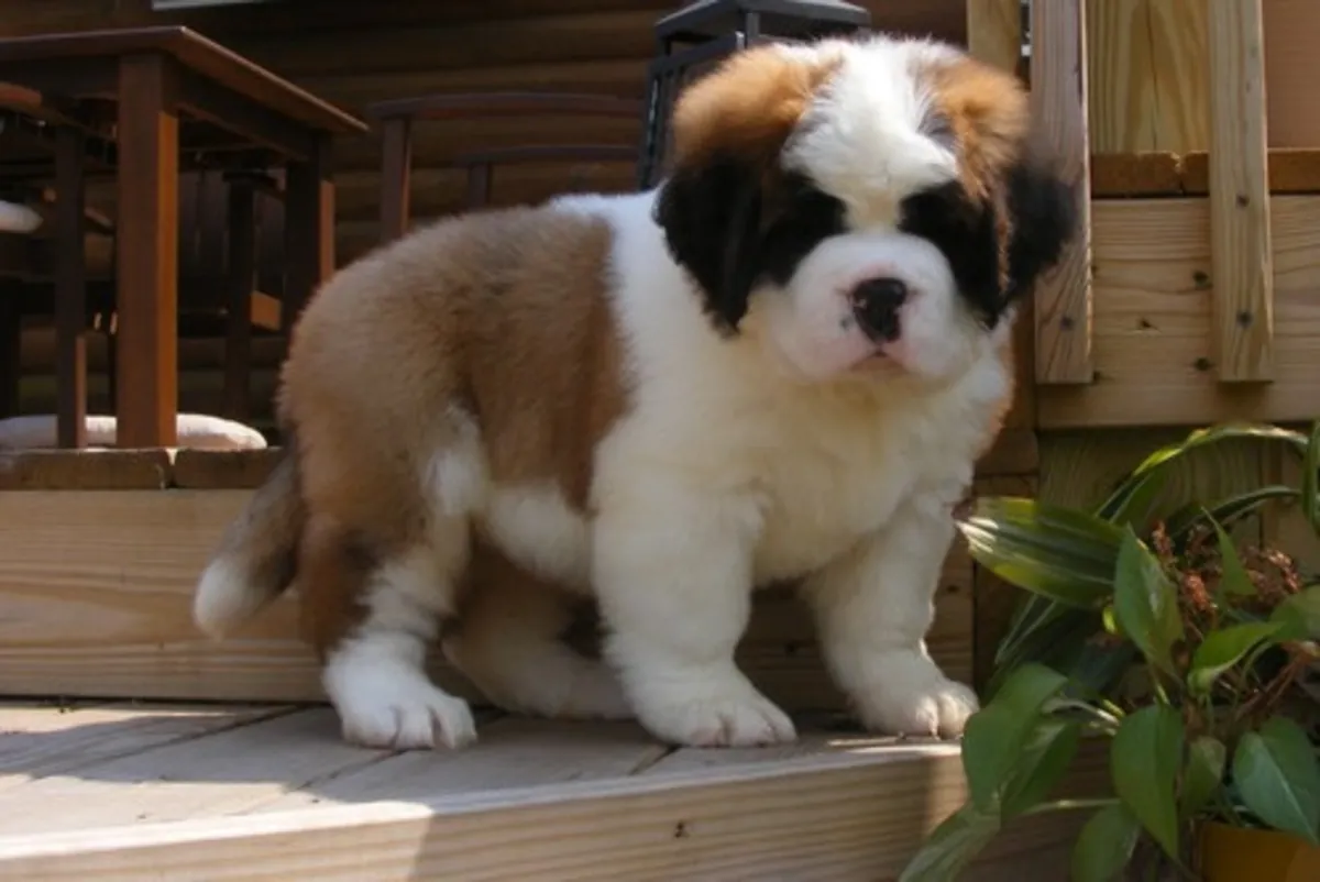 阿萨克圣伯纳犬幼犬。