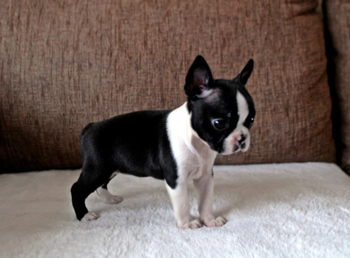 Playmate Boston Terrier