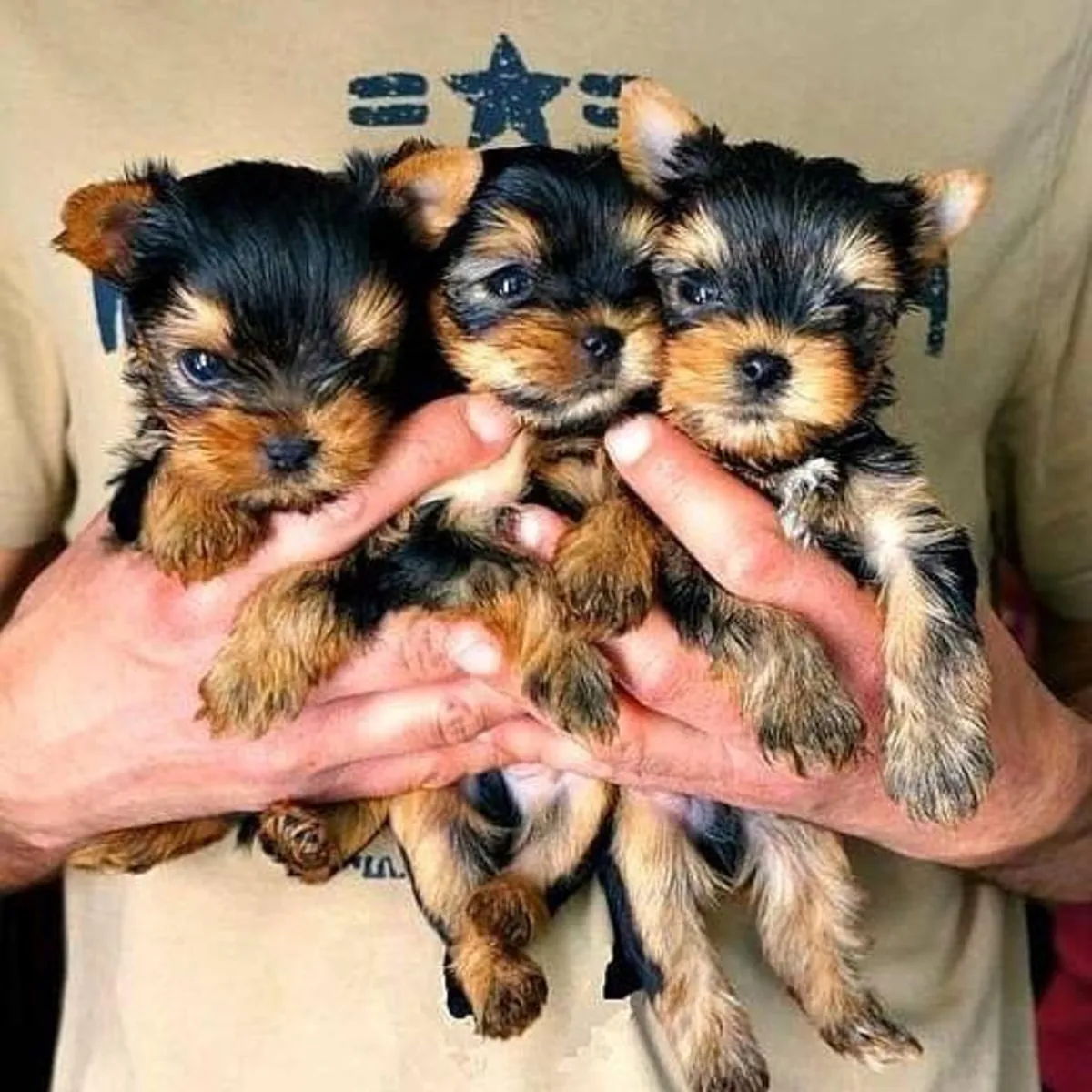 Petits chiots Yorkshire Terrier
