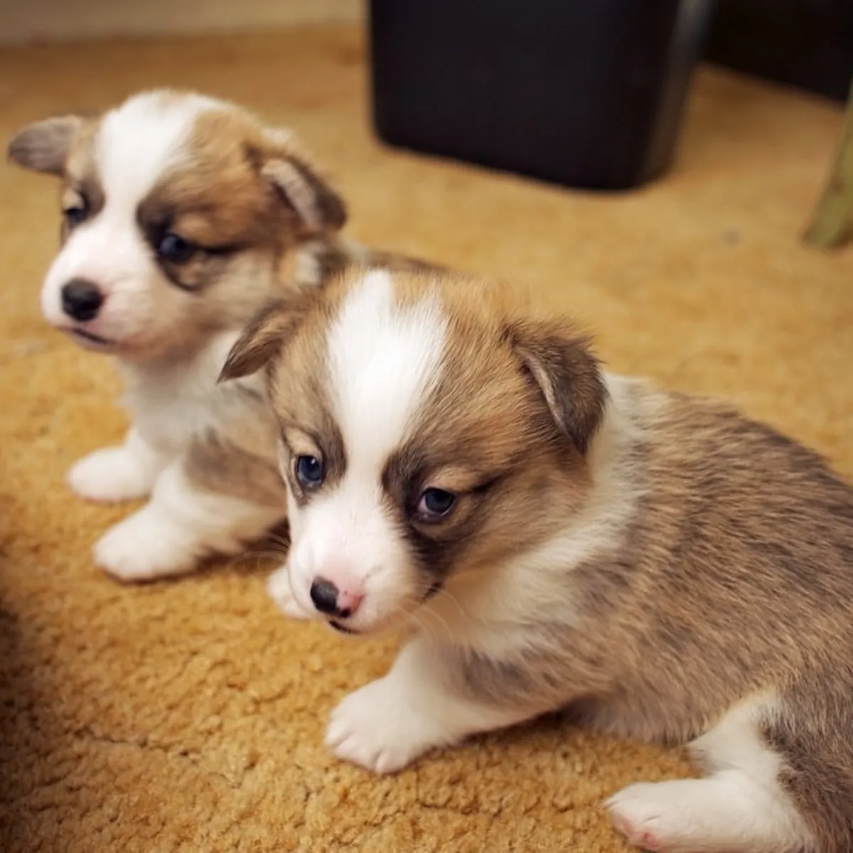 Chiots Welsh Corgi