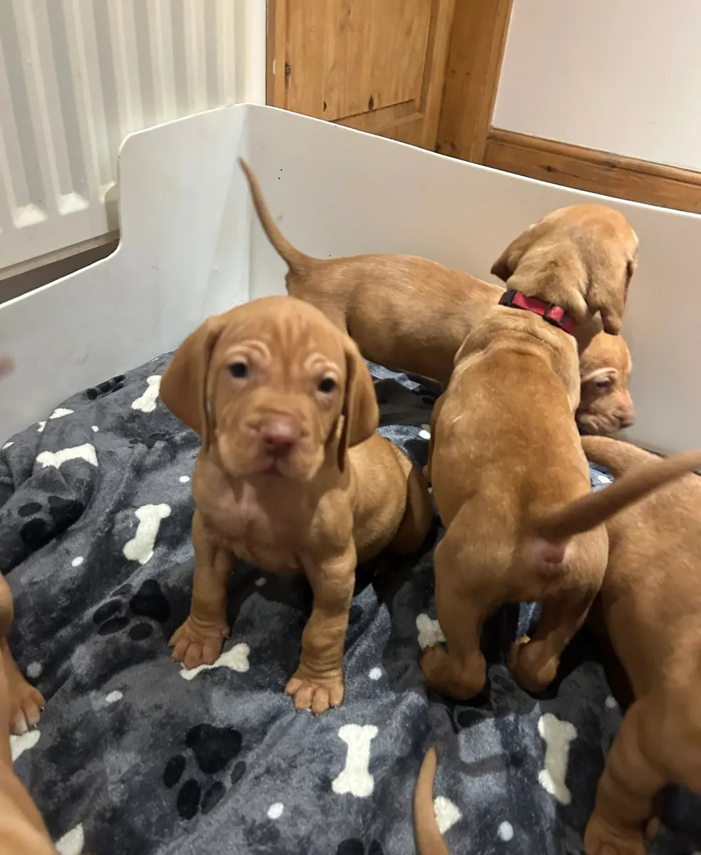Chiots de Braco Hongrois à Poil Court