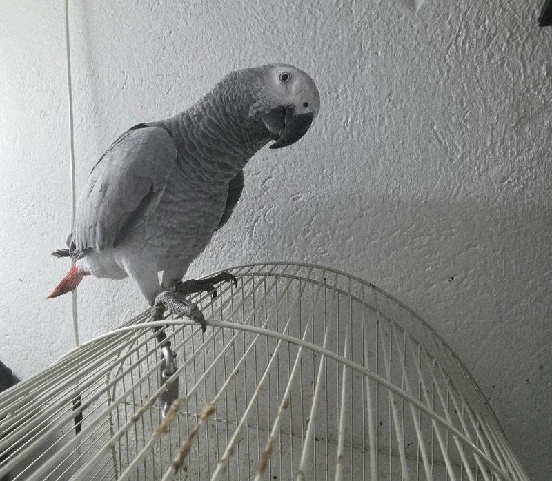 Parrot