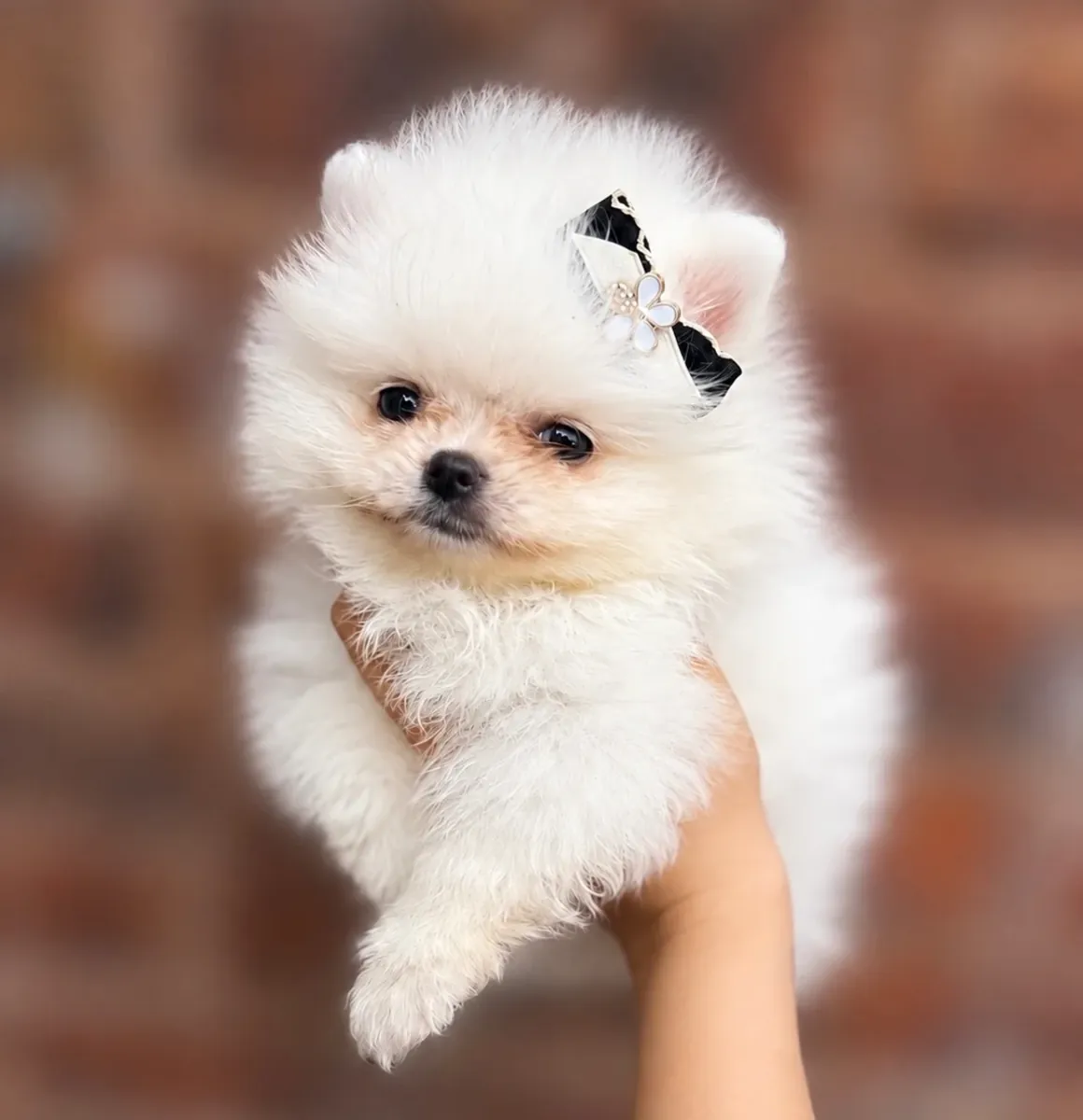 无价白色博美犬幼犬待领养