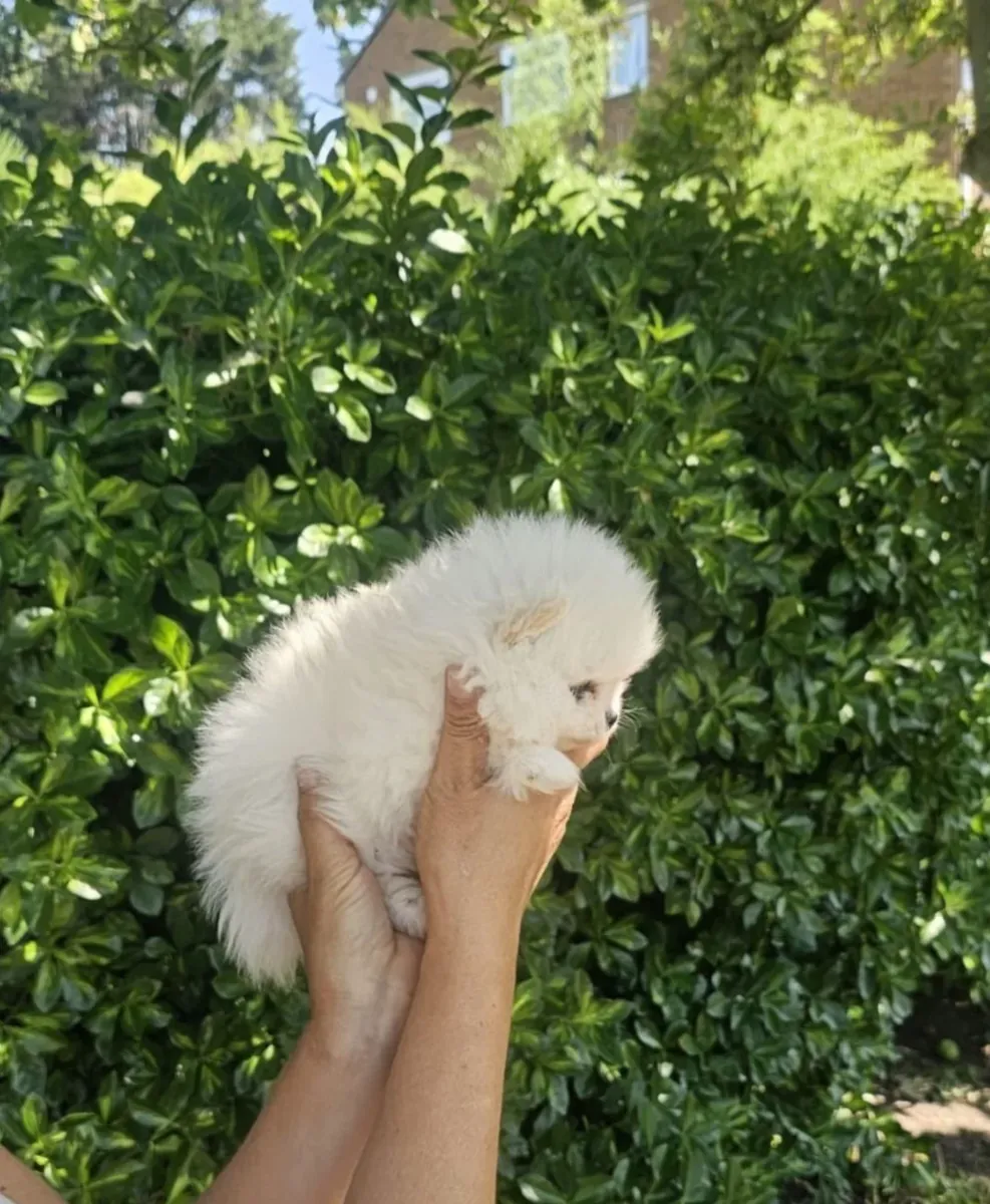 无价白色博美犬幼犬待领养