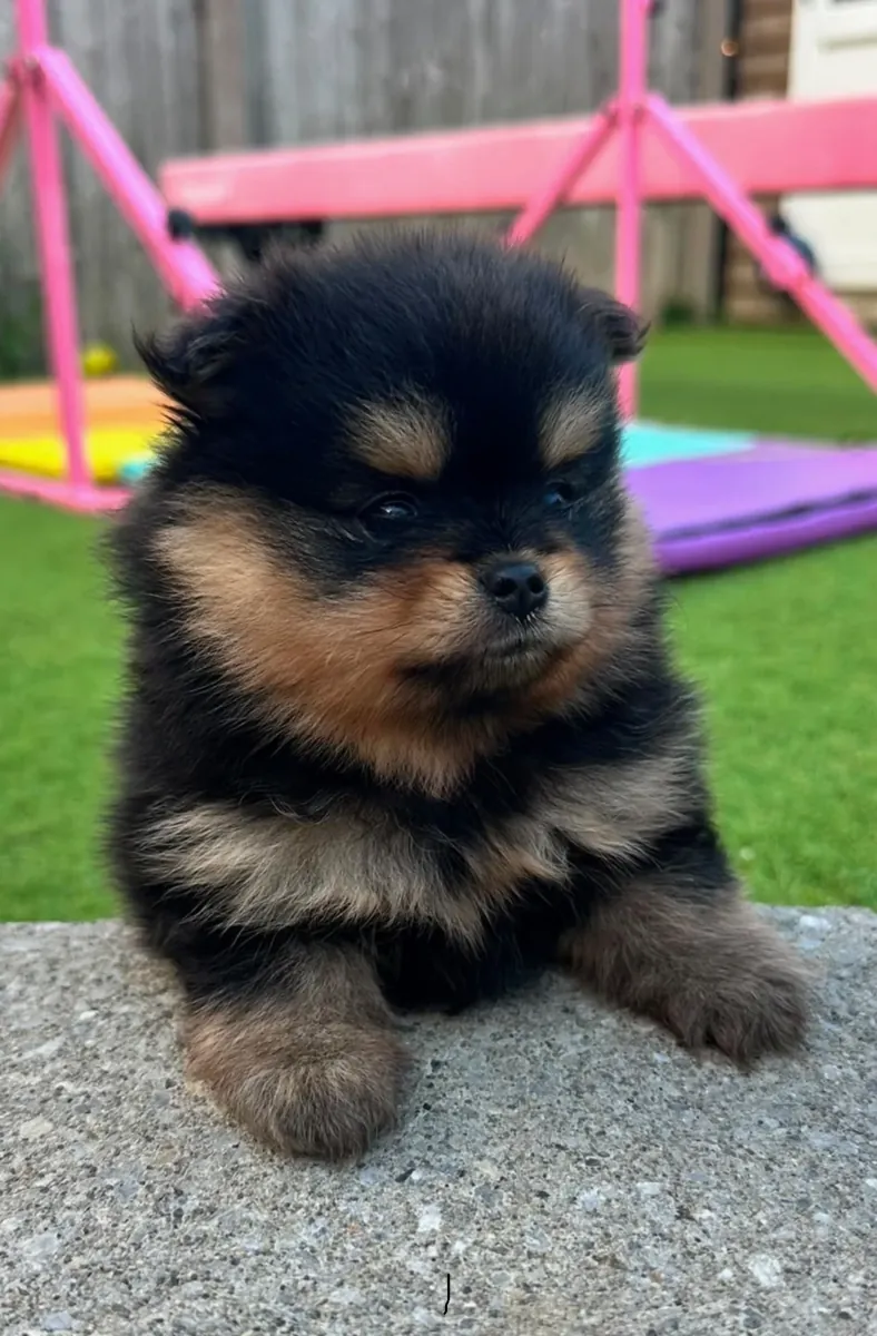 Chiots Pomeraniens de Qualité Supérieure Inscrits