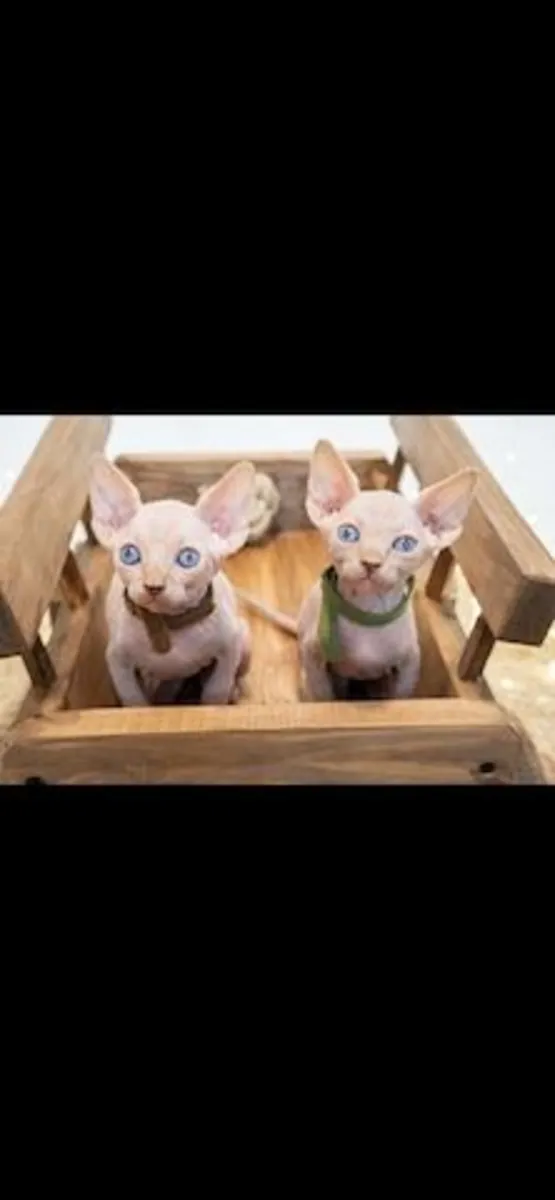 2 сфинкса котенка