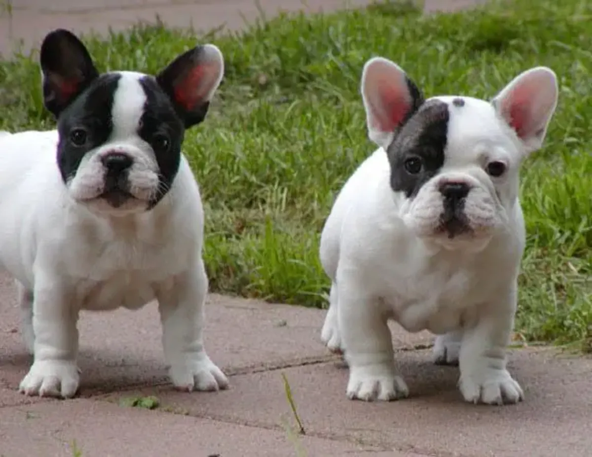 Cadeau chiots bulldog français disponibles à l'adoption