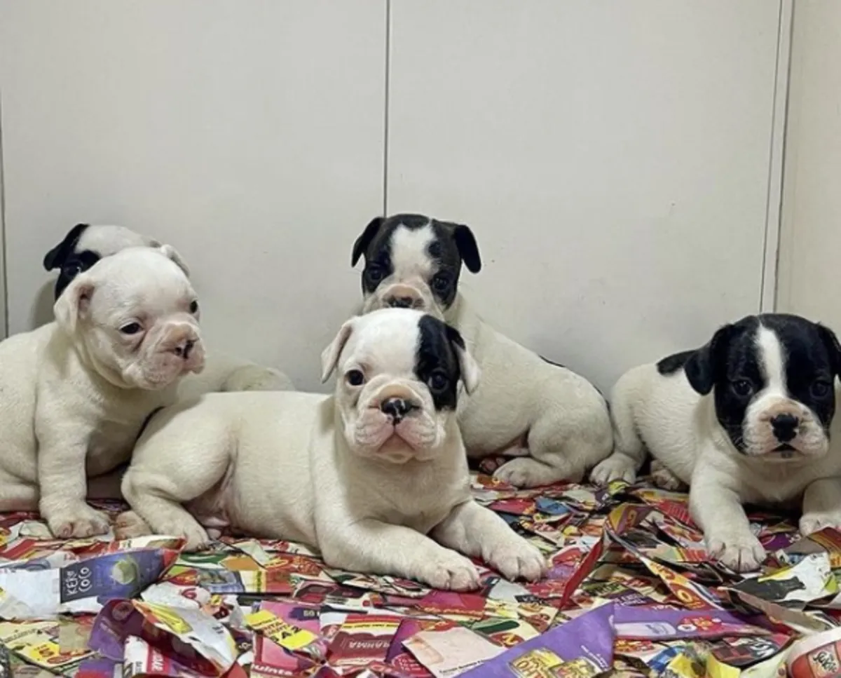 Cadeau chiots bulldog français disponibles à l'adoption