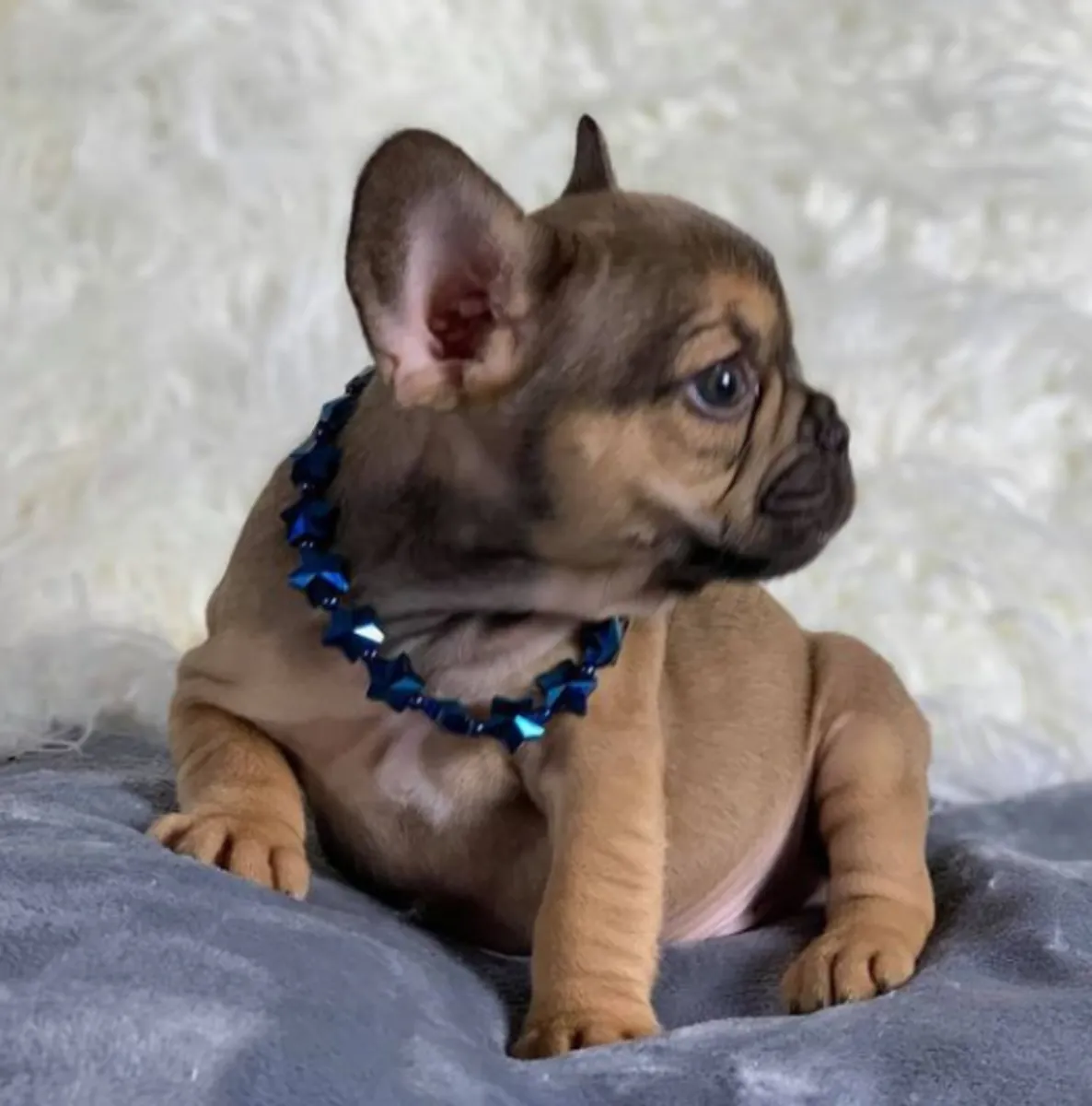 Cadeau chiots bulldog français disponibles pour adoption