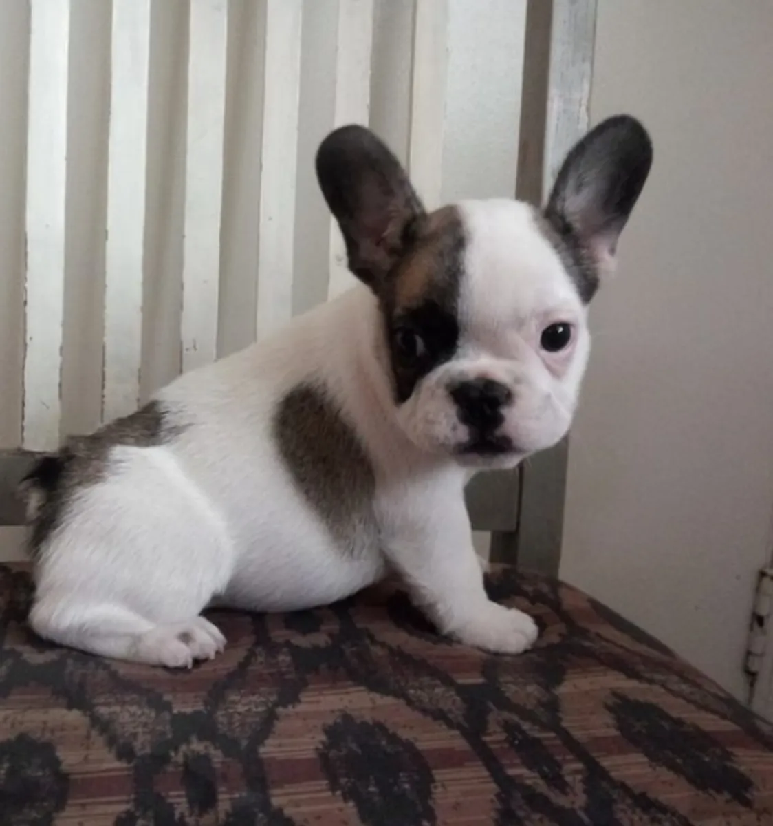 Cadeau chiots bulldog français disponibles pour adoption