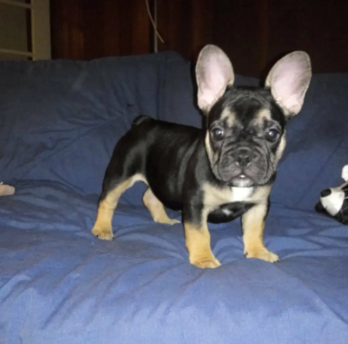 Cadeau chiots bulldog français disponibles pour adoption