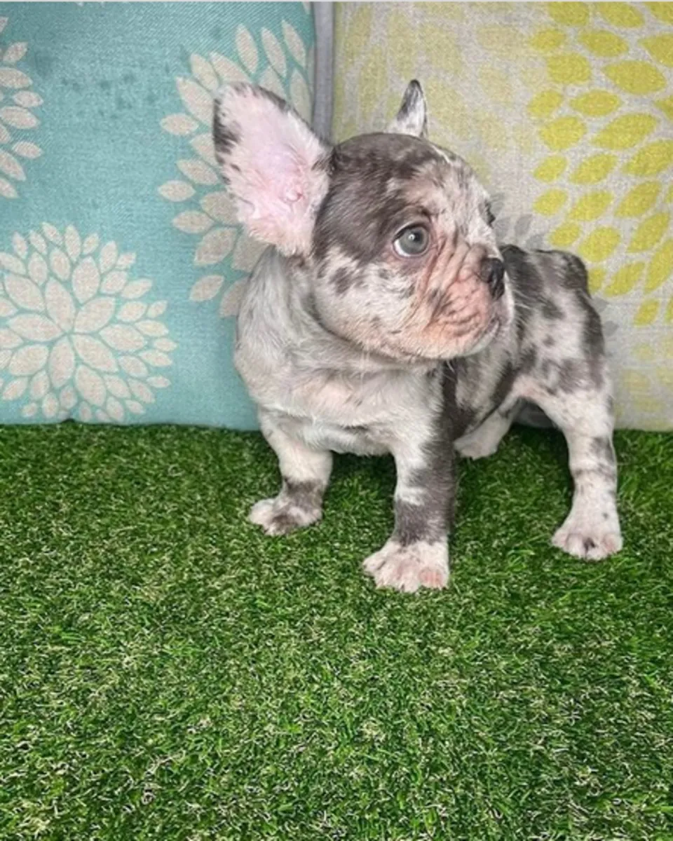 Cadeau Chiots Bulldog Français Disponibles pour Adoption