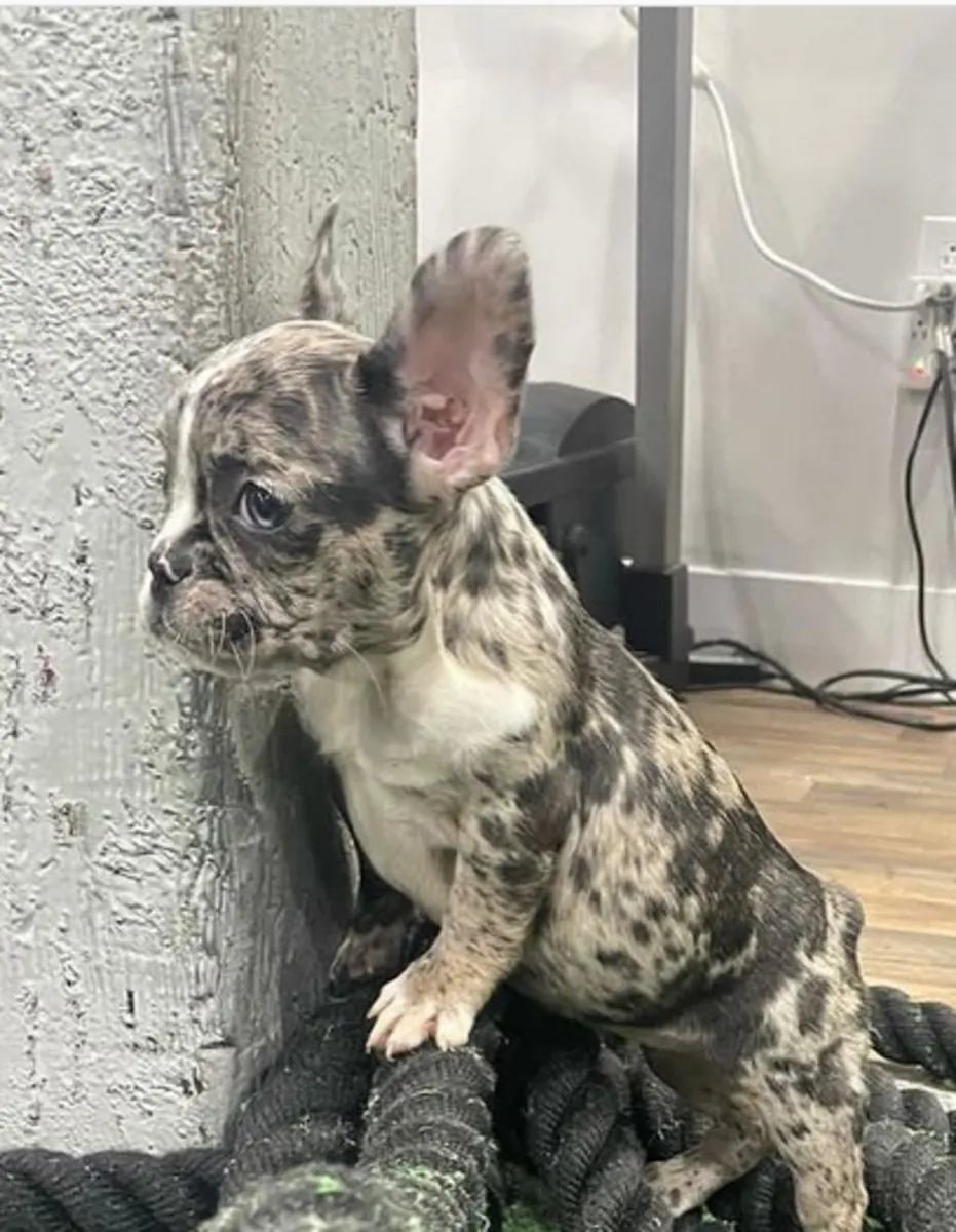 Cadeau Chiots Bulldog Français Disponibles pour Adoption