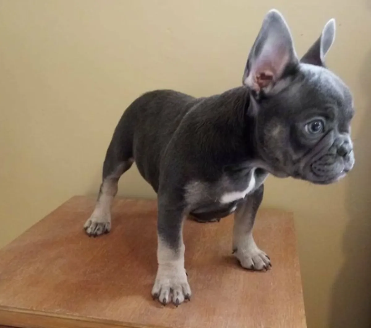Cadeau Chiots Bulldog Français Disponibles pour Adoption