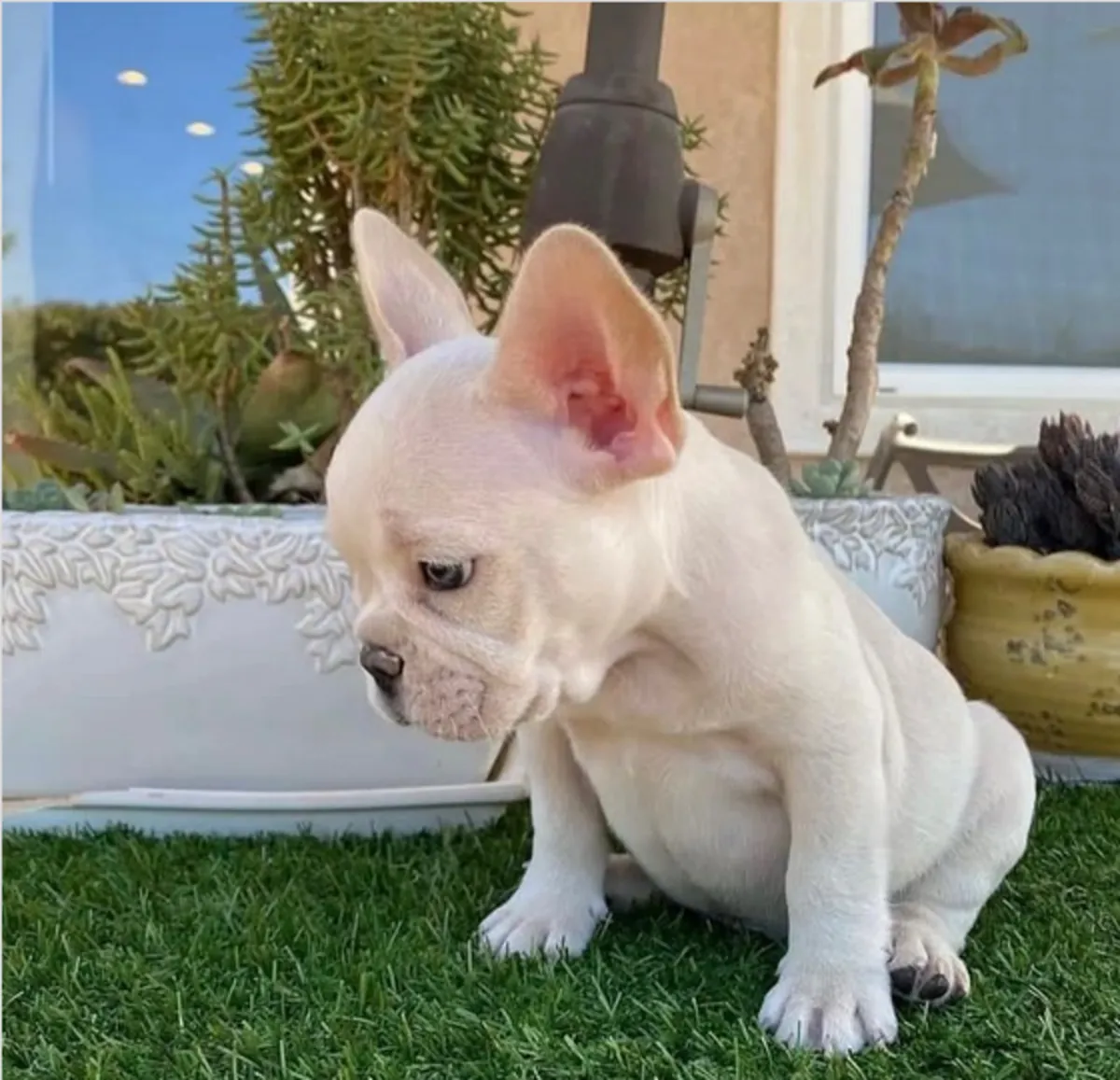 Cadeau chiots bulldog français disponibles pour adoption