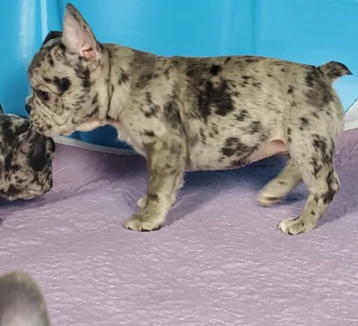 Chiots bulldog français disponibles