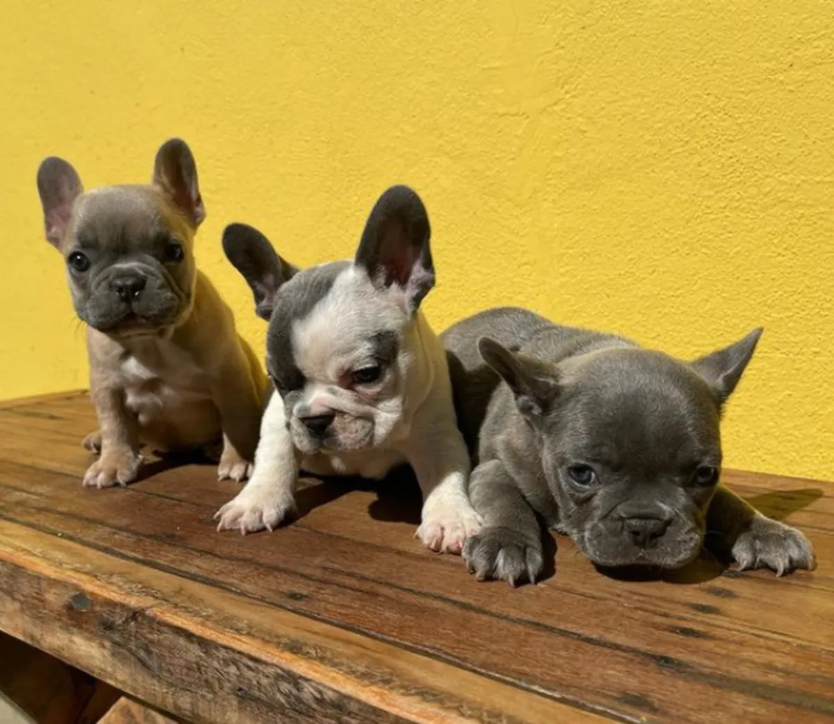 Cadeau chiots bulldog français
