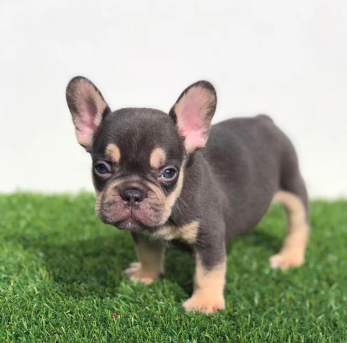 Cadeau chiots bulldog français disponibles pour adoption