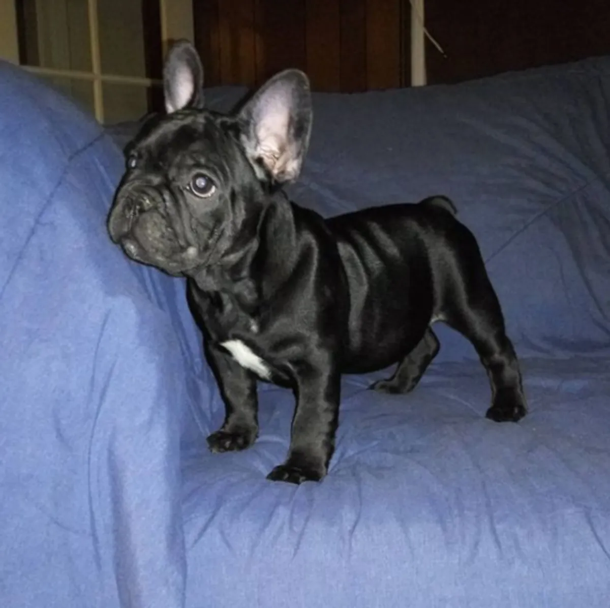 Cadeau chiots bulldog français disponibles