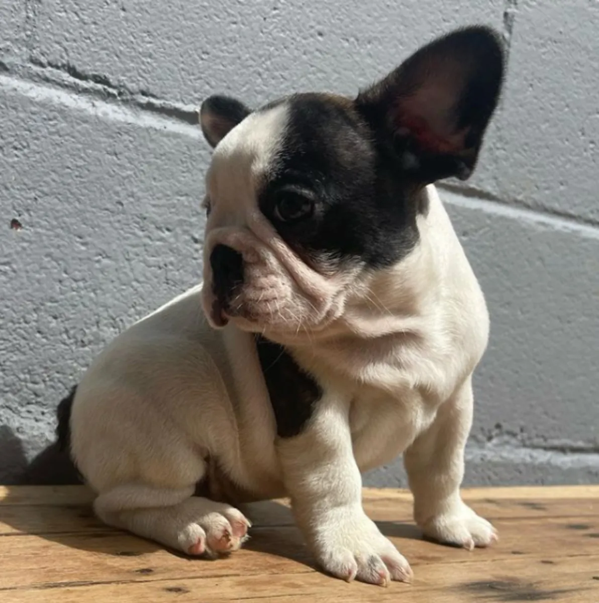 Cadeau chiots bulldog français disponibles