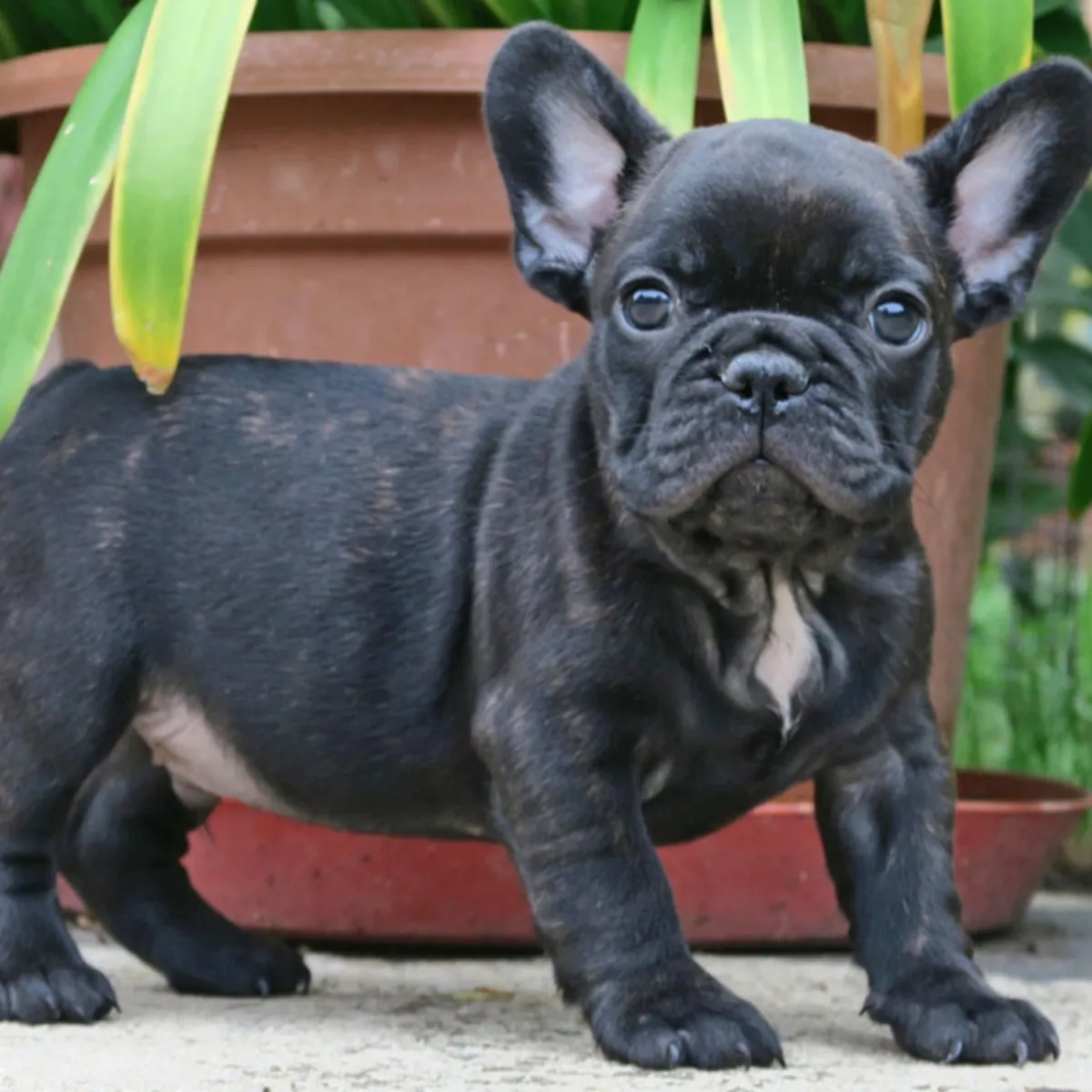 Chiots de bulldog français gratuits
