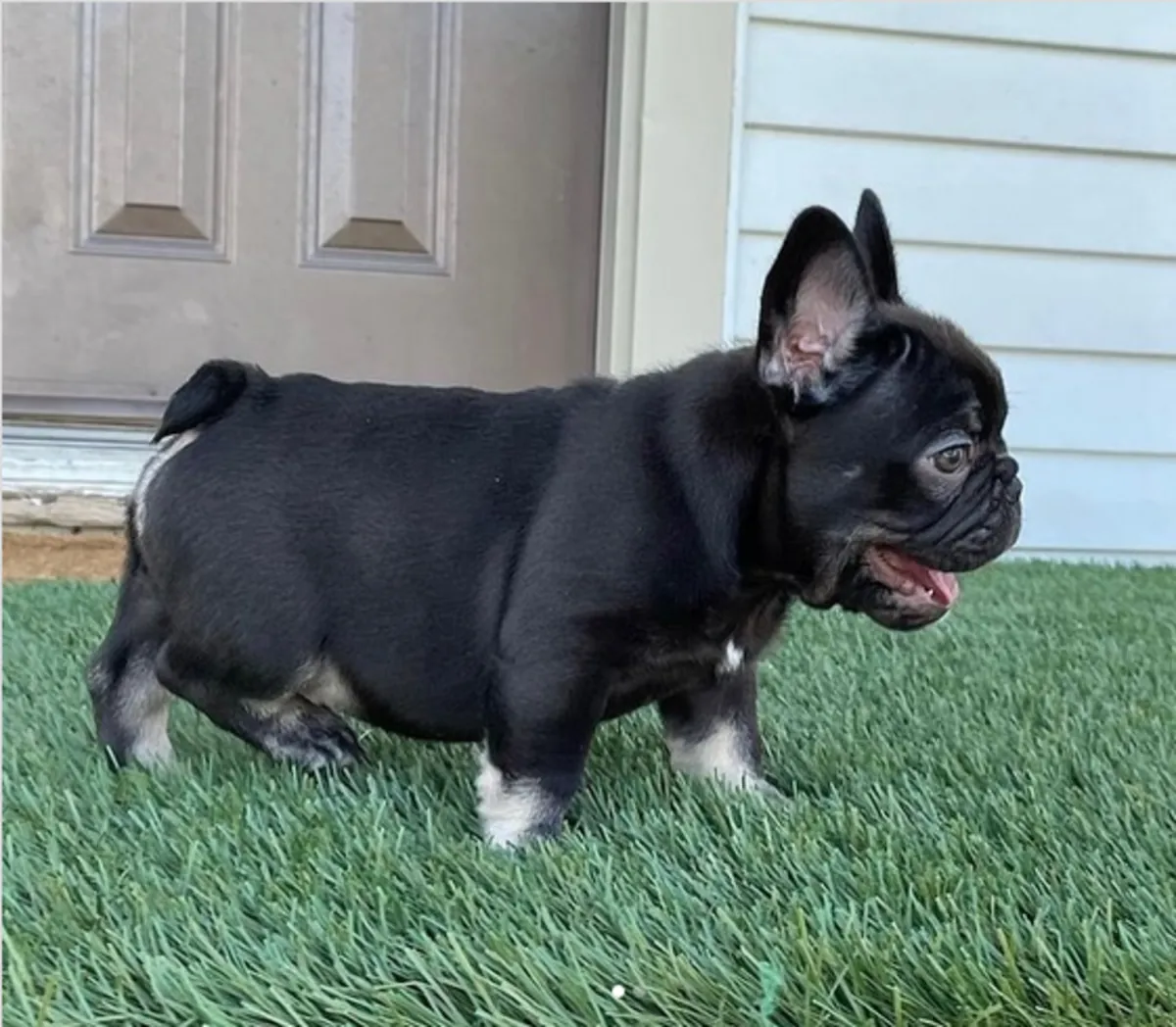 Chiots bulldog français disponibles à l'adoption