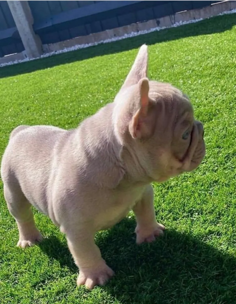 Fransız bulldog yavrusu hediye