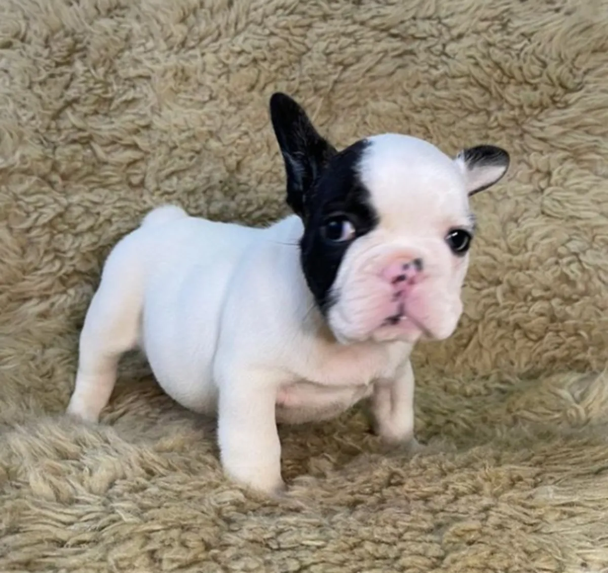 Regalo Cachorros de bulldog francés disponibles