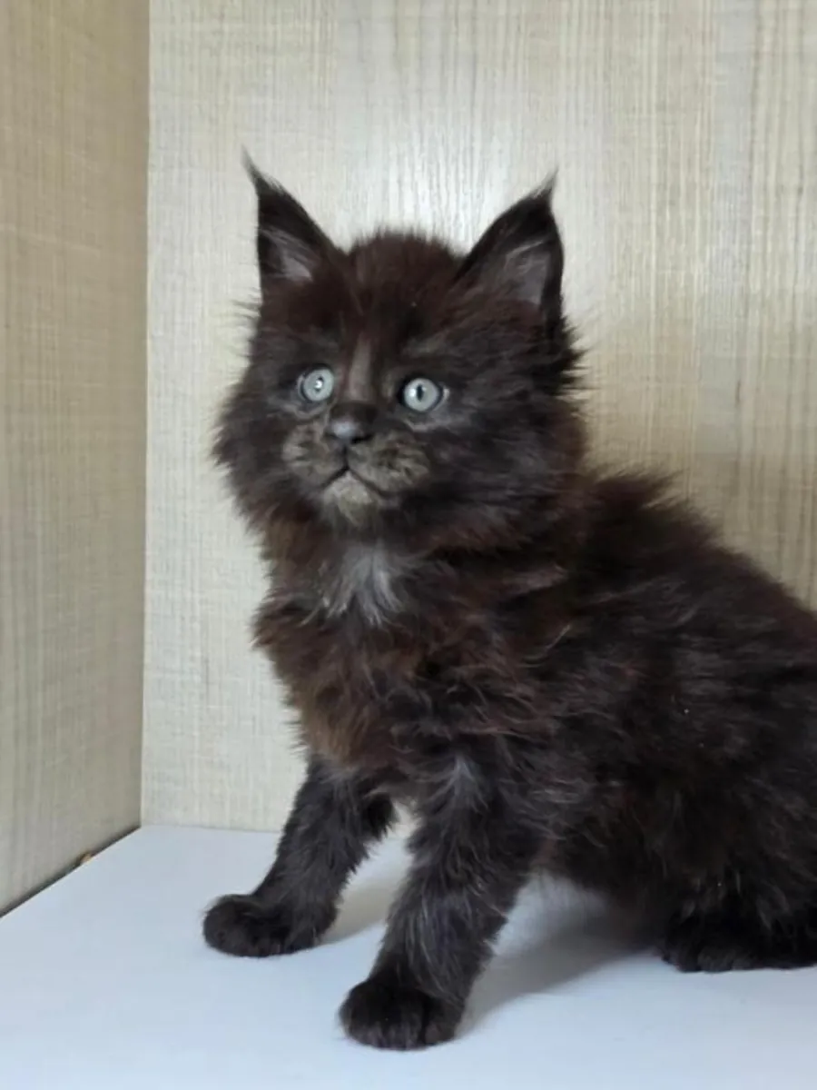 缅因猫小猫