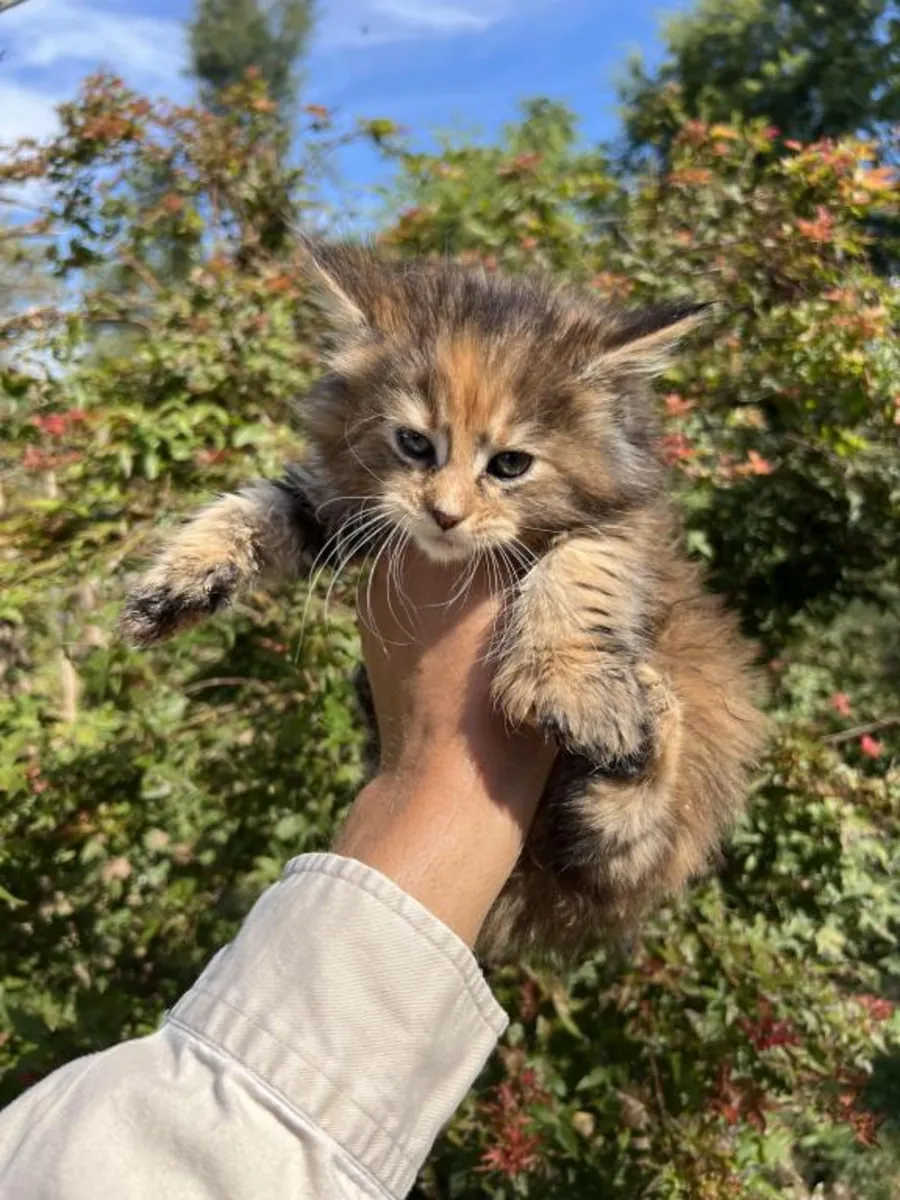 缅因猫小猫