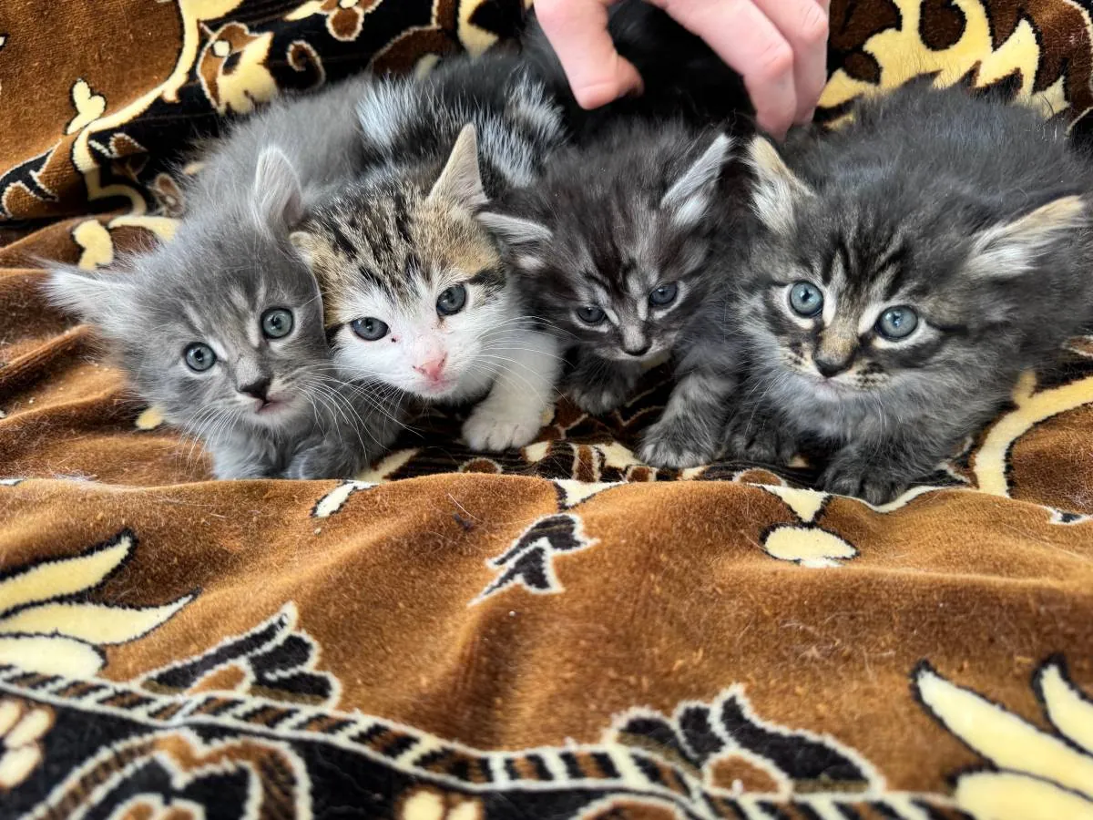 Full Maine Coon Kittens