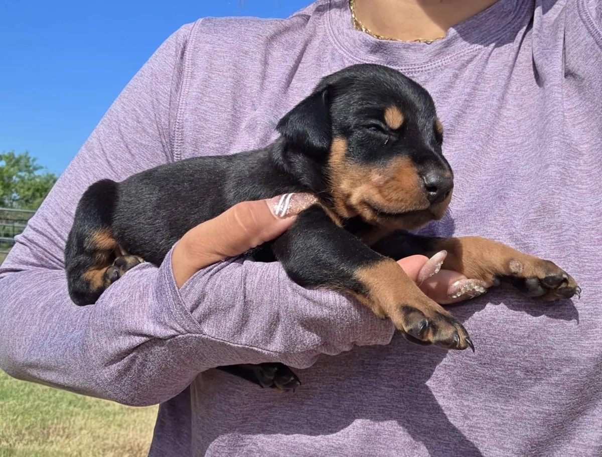 Cachorros de doberman europeos